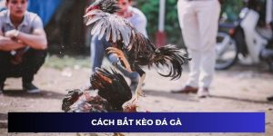 Học Hỏi Cách Bắt Kèo Đá Gà Chuẩn Xác Từ Các Chuyên Gia