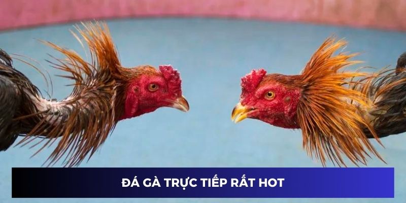 Đá gà trực tiếp luôn hot