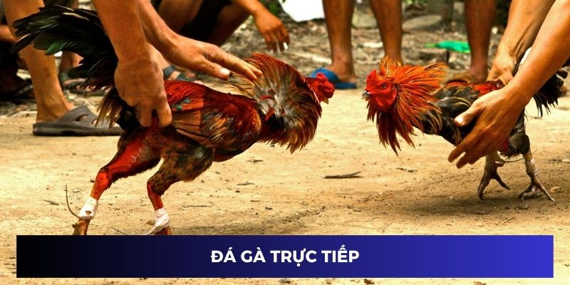 Đá Gà Trực Tiếp KO66 Với Đa Dạng Kèo Cược Siêu Hấp Dẫn