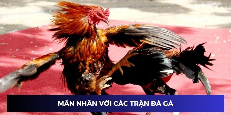 Mãn nhãn với các trận chiến kê trực tiếp