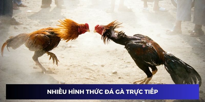 Nhiều hình thức đá gà trực tiếp siêu hấp dẫn