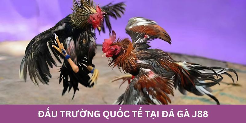 Những điểm thu hút của Đá gà J88