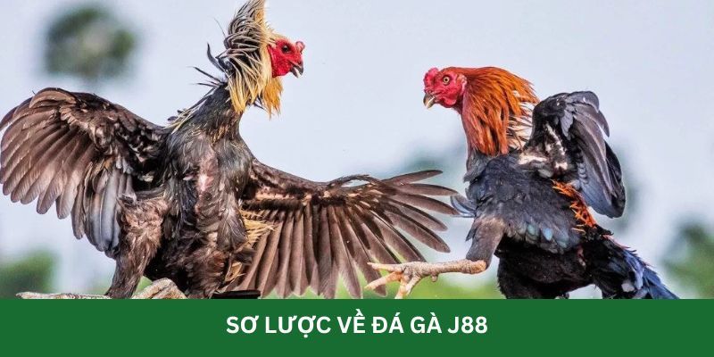 Đôi nét về sảnh Đá gà J88