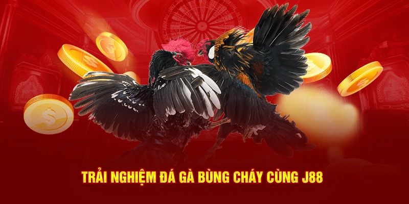 Hướng dẫn cá cược đá gà trực tuyến tại J88